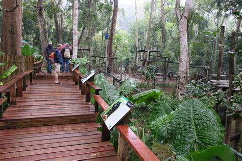 Luang Prabang City & Kuangsi Waterfall & Bear Rescue Day Tour 2022 - Viator