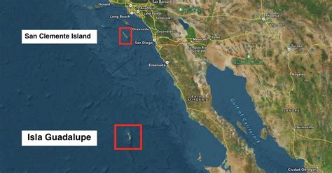 Image result for Axolotl Drawing Tutorial