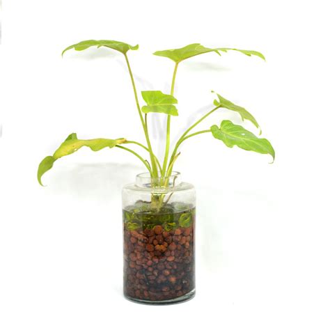 The Tangy Vista Water Terrarium Kit