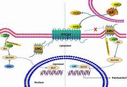 Image result for Sonic Hedgehog Pathway