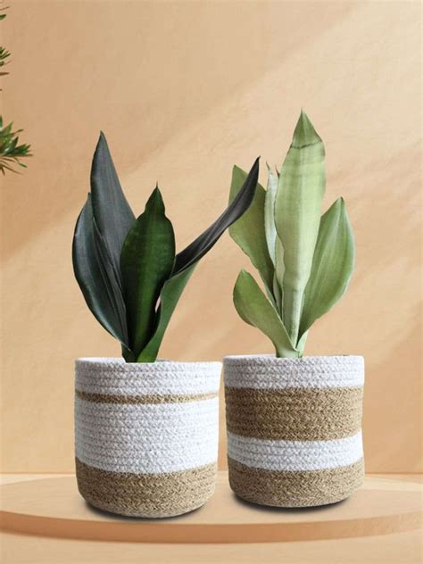 Buy Snake Plants Online in India | Snake Plant Collection – Greenkin