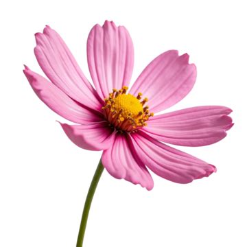 Image result for Flower