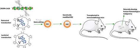 Image result for Mouse Model Reference