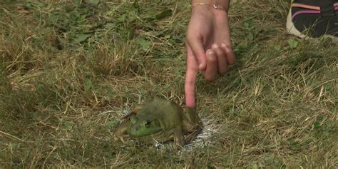 Image result for Frog Jumping Contest