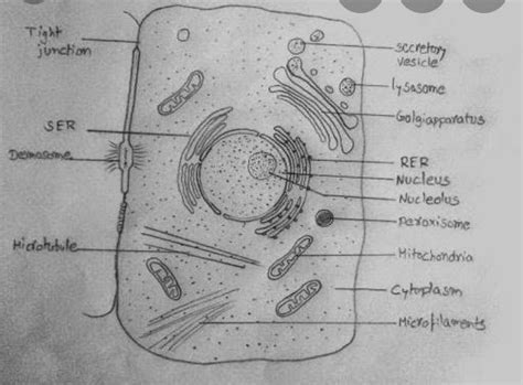 Draw a neat diagram of Plant and Animal cell and label its important ...