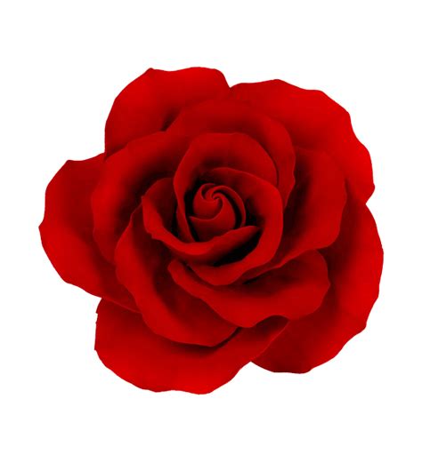Buy Caffeine free African Rose Herbal Tea Online – Luxmi Estates