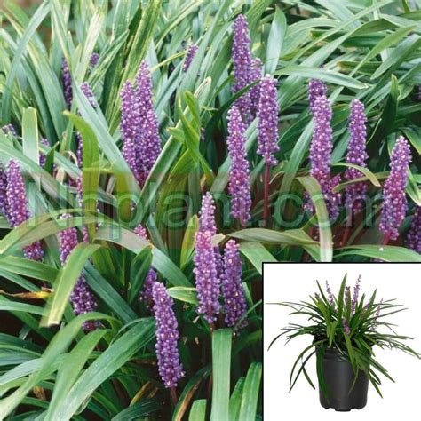 Lilyturf Royal Purple Liriope Muscari Monkey Grass Big Blue best groun ...