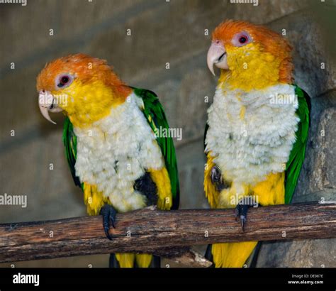 White bellied caique hi-res stock photography and images - Alamy