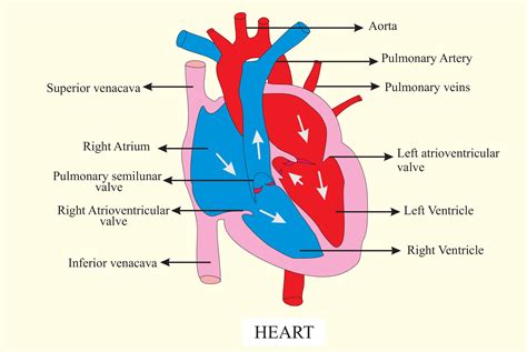 Anatomia Della Vena Cava Superiore
