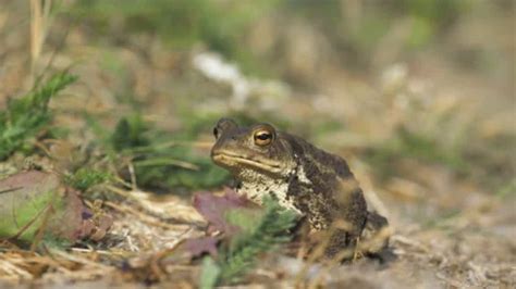 Image result for Toad Croaking Sound