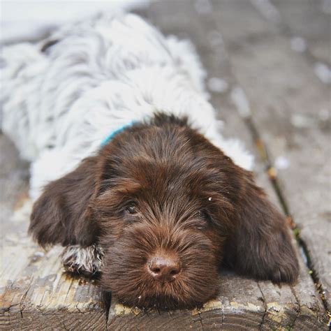 What Does A 5 Month Old Wirehaired Pointing Griffon Puppy Like To Eat