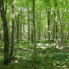 Forest Photo by 03 Drought Induced Changes In Forest Composition Lify Forest Photo
