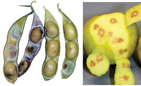 Image result for Alien Bug Invasion