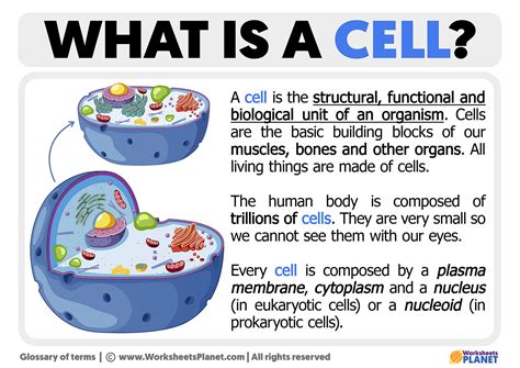 Cell Structure 的图像结果
