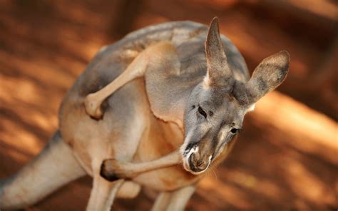 Herbivores that can kill predators