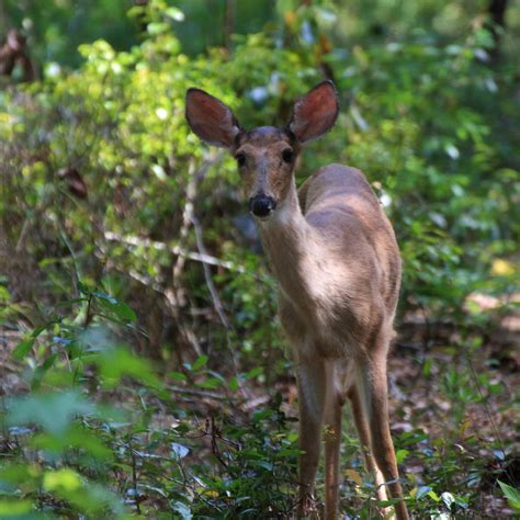 San Felasco Hammock Preserve State Park (2026) All You MUST Know Before ...