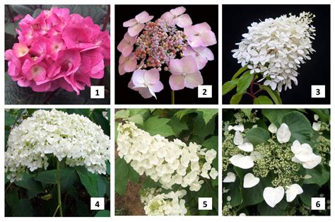 The Fastest Growing Hydrangea Varieties For Instant Impact