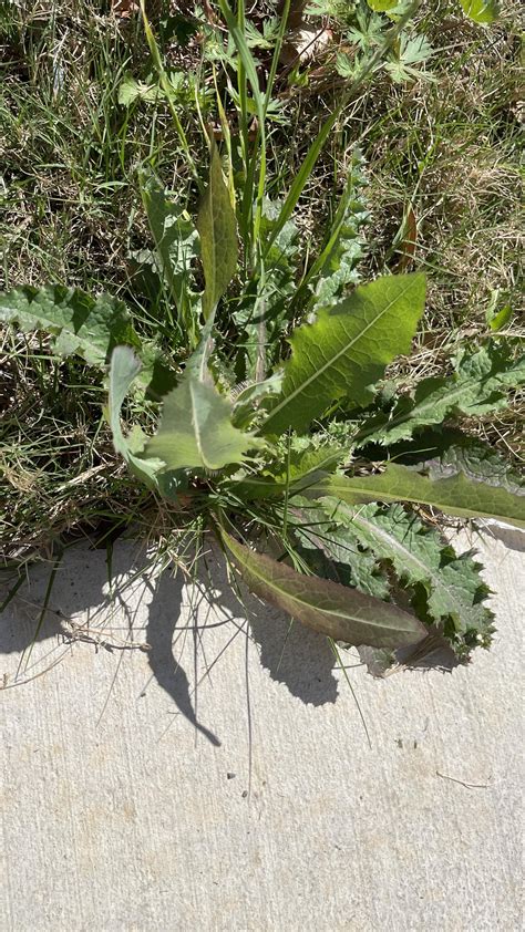 Kill weed, not grass : r/landscaping