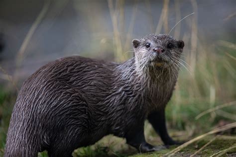 Asian Small Clawed Otter | Emerald Park | Theme Park & Zoo