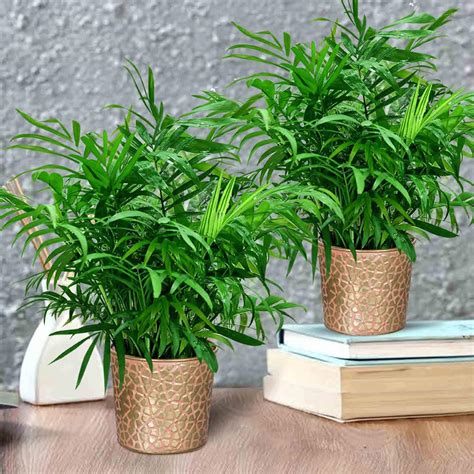 NURTURINGREEN Combo of 2 Dwarf Areca Palm plant (NASA recommended Air ...
