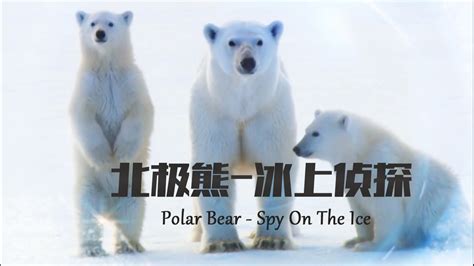 北极熊的资料 北极熊的日常生活！(2)
