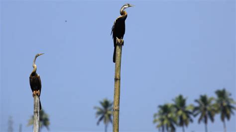 Kumarakom Bird Sanctuary, kottayam, India - Top Attractions, Things to ...