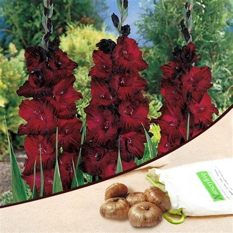 Buy Gladiolus (Red Ginger, Blood Red) - Bulbs (set of 10) online from ...