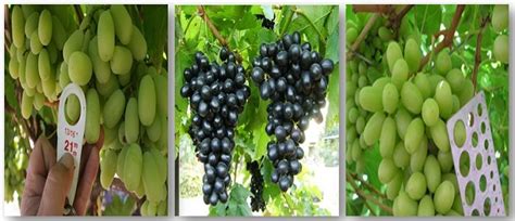 Grape Varieties: भारतात पिकवल्या जाणाऱ्या द्राक्षच्या जाती आणि त्याच्या ...