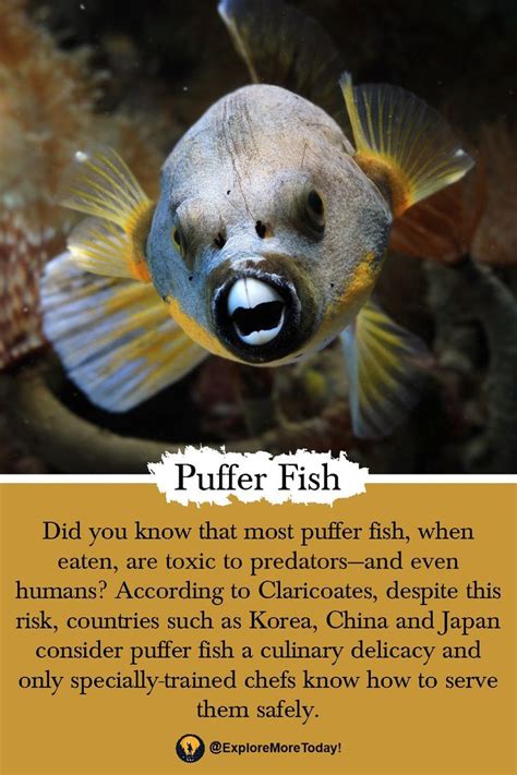Image result for Puffer Fish Fun Facts