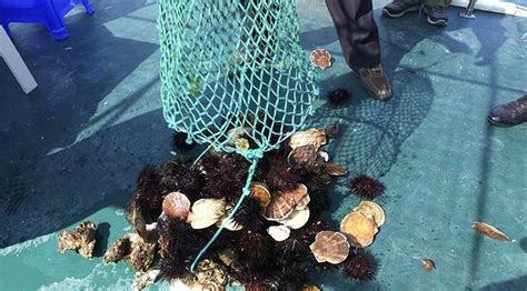 獐子岛消失的扇贝第二季 海底存货到底是怎么算的|扇贝_新浪财经_新浪网