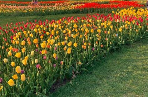 This Spring 的图像结果