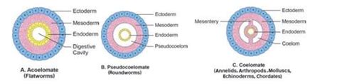 Classification of animals — lesson. Science State Board, Class 9.