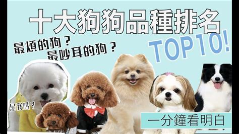 【狗狗排行榜】#TOP10 最受歡迎狗品種 !你家小狗上榜了嗎？| That