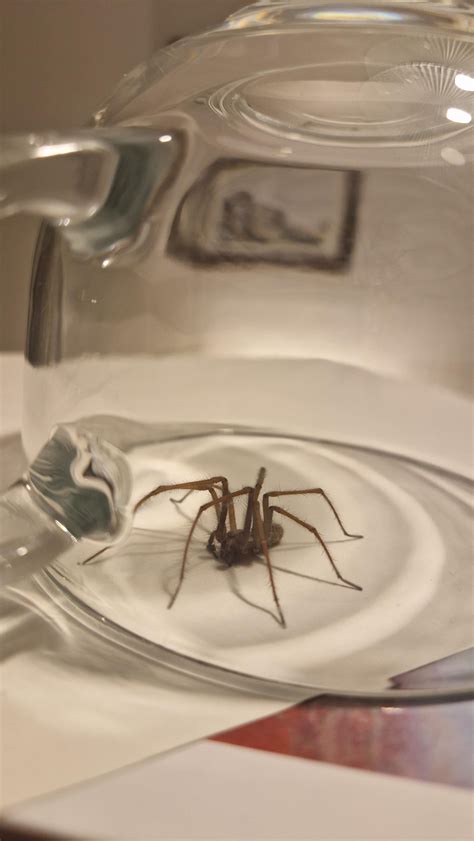Big house spider? : r/arachnids