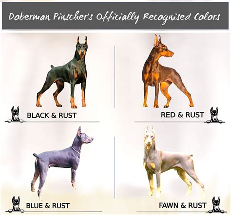 Doberman Pinscher Coat And Color Varieties PetHelpful, 54% OFF