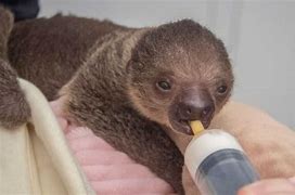 Image result for Cincinnati zoo welcomes first baby sloth