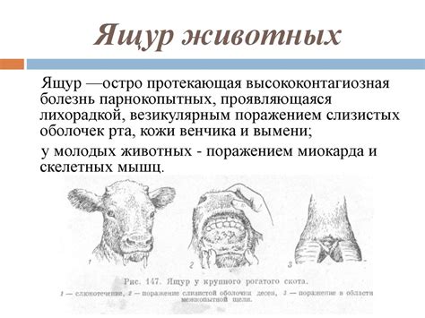 Ящур. Профилактика. Лечение - online presentation