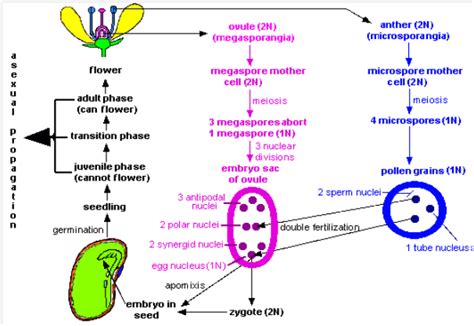 Seed Development 的图像结果