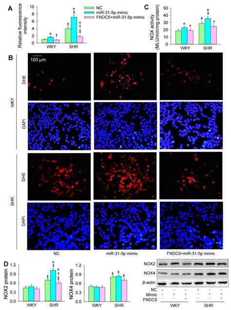 miR-31-5p Promotes Oxidative Stress and Vascular Smooth Muscle Cell ...