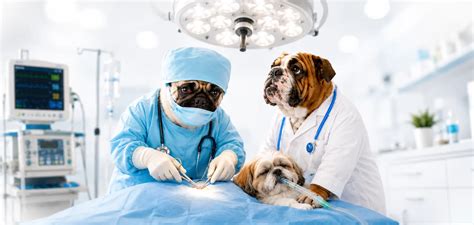 Pet Surgery & Intensive Care | Felican Pet Hospital Kerala