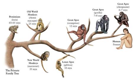 Image result for Primate Evolution Tree