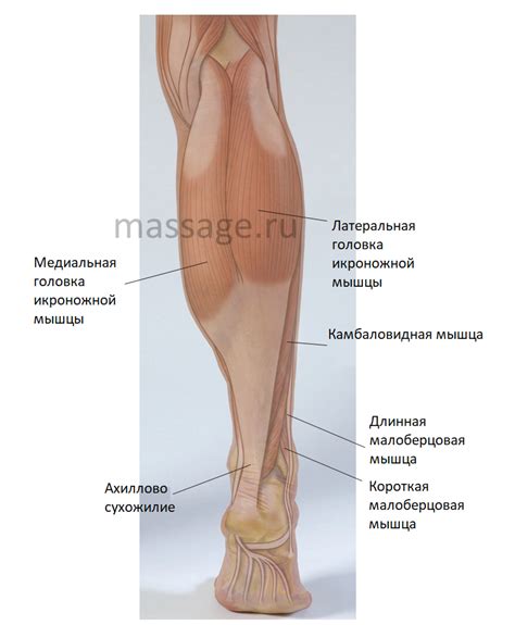 Икроножная мышца: пальпация и упражнение | Массаж.ру