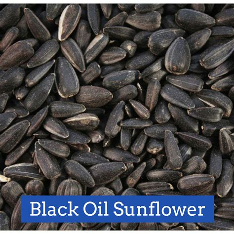 Black Oil Sunflower Seeds Bulk Barn at Kiara Vaux blog