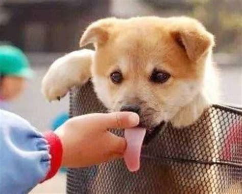 狗狗喜欢舔人的深刻原因，你知道吗？