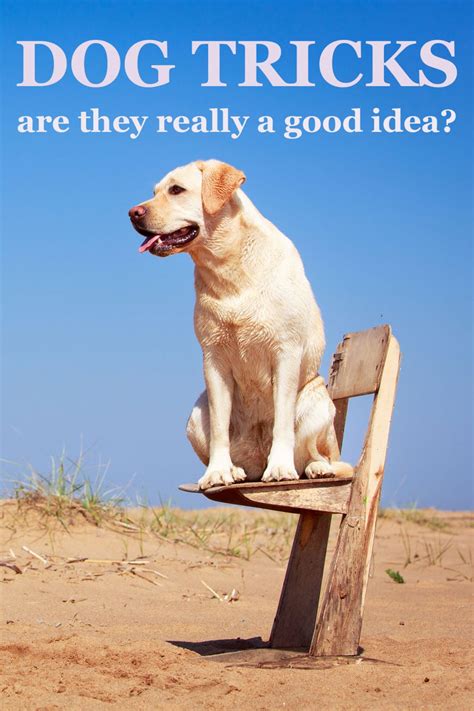 Image result for Labrador Tricks