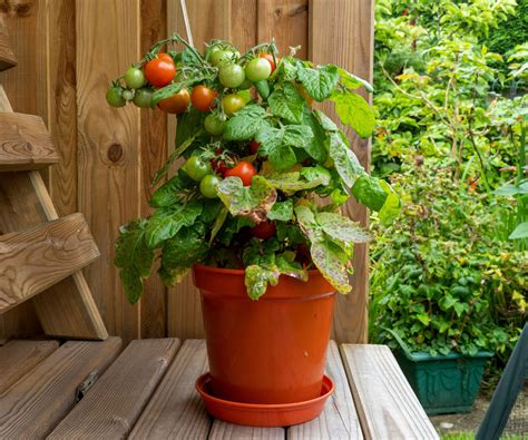 How to grow tomatoes in pots: tips for container-grown crops | Homes ...