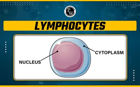 Image result for Lymphocytes Cell Labeled