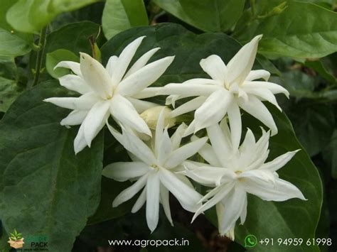 Multi Layer Star Jasmine Plant For Sale In India | Online plant nursery