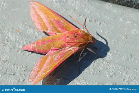 Elephant Hawk Moth Deilephila Elpenor Stock Image - Image of hawk ...