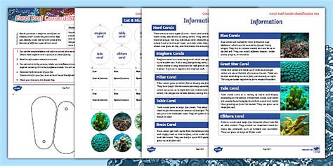 Coral Identification Activity | World Ocean Day | Twinkl USA